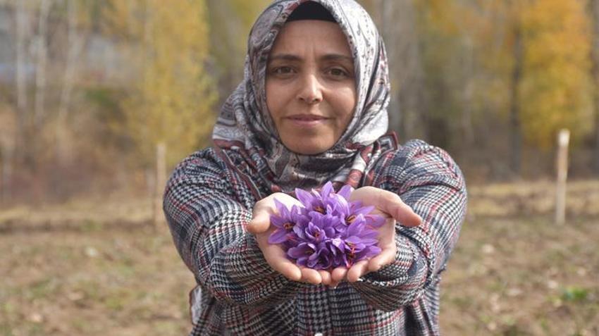 Eşinin hastalığı sebebiyle tanıştığı bitki hayatını değiştirdi! Sivas’ta deneme amaçlı ekti, kazancı katlandı