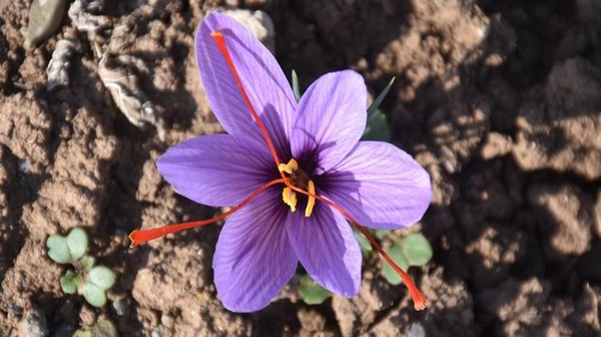 Eşinin hastalığı sebebiyle tanıştığı bitki hayatını değiştirdi! Sivas’ta deneme amaçlı ekti, kazancı katlandı