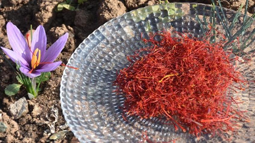 Eşinin hastalığı sebebiyle tanıştığı bitki hayatını değiştirdi! Sivas’ta deneme amaçlı ekti, kazancı katlandı