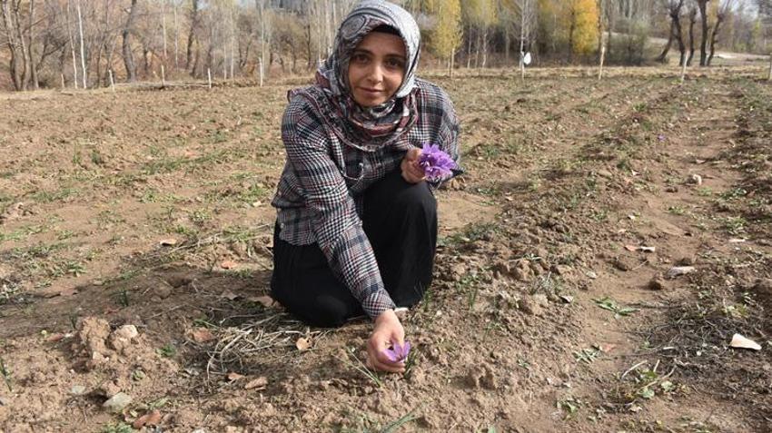 Eşinin hastalığı sebebiyle tanıştığı bitki hayatını değiştirdi! Sivas’ta deneme amaçlı ekti, kazancı katlandı