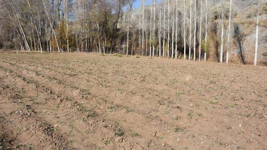 Eşinin hastalığı sebebiyle tanıştığı bitki hayatını değiştirdi! Sivas’ta deneme amaçlı ekti, kazancı katlandı