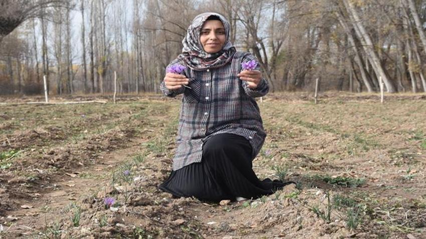 Eşinin hastalığı sebebiyle tanıştığı bitki hayatını değiştirdi! Sivas’ta deneme amaçlı ekti, kazancı katlandı