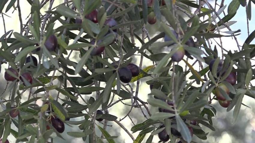 Artvin'de hasat başladı! Her yıl İstanbul'dan bu ürün için gidiyor: Çevre illerden yoğun talep