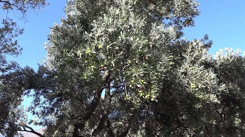 Artvin'de hasat başladı! Her yıl İstanbul'dan bu ürün için gidiyor: Çevre illerden yoğun talep