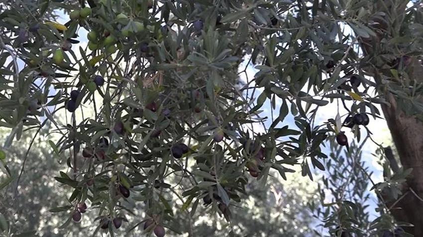 Artvin'de hasat başladı! Her yıl İstanbul'dan bu ürün için gidiyor: Çevre illerden yoğun talep