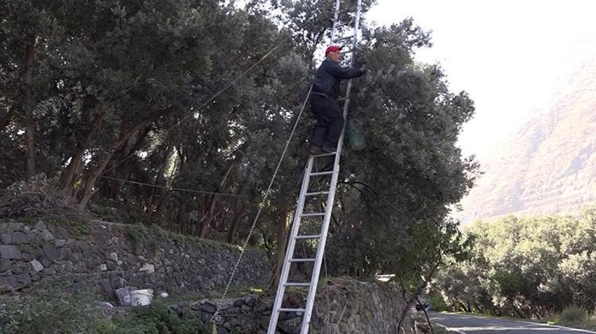 Artvin'de hasat başladı! Her yıl İstanbul'dan bu ürün için gidiyor: Çevre illerden yoğun talep