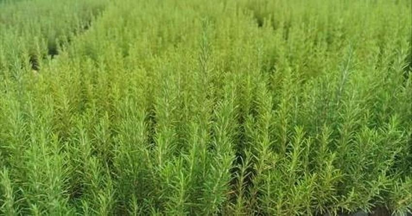 Muğla toprağıyla uyumlu olduğu belirlendi! Yüzde 100 hibeyle başladı