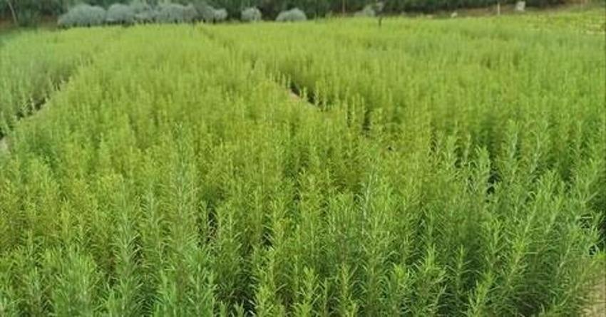 Muğla toprağıyla uyumlu olduğu belirlendi! Yüzde 100 hibeyle başladı