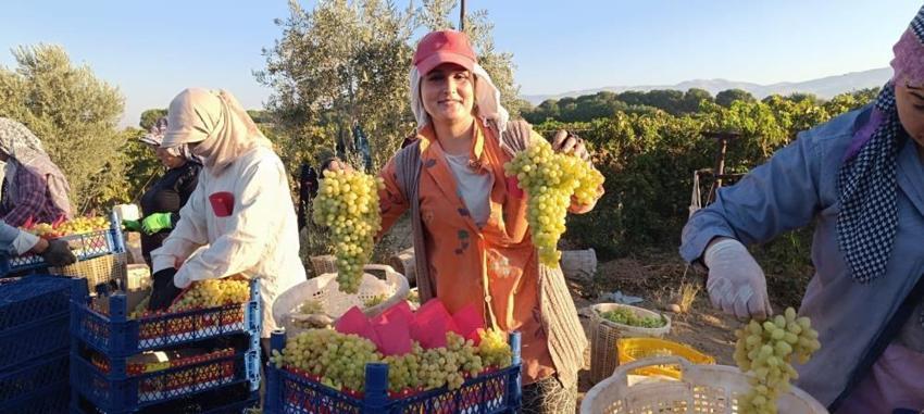 Meşhur meyvenin fiyatı dibe vurdu! Üretici başka yolu seçti, Ziraat Odası nedenini buldu