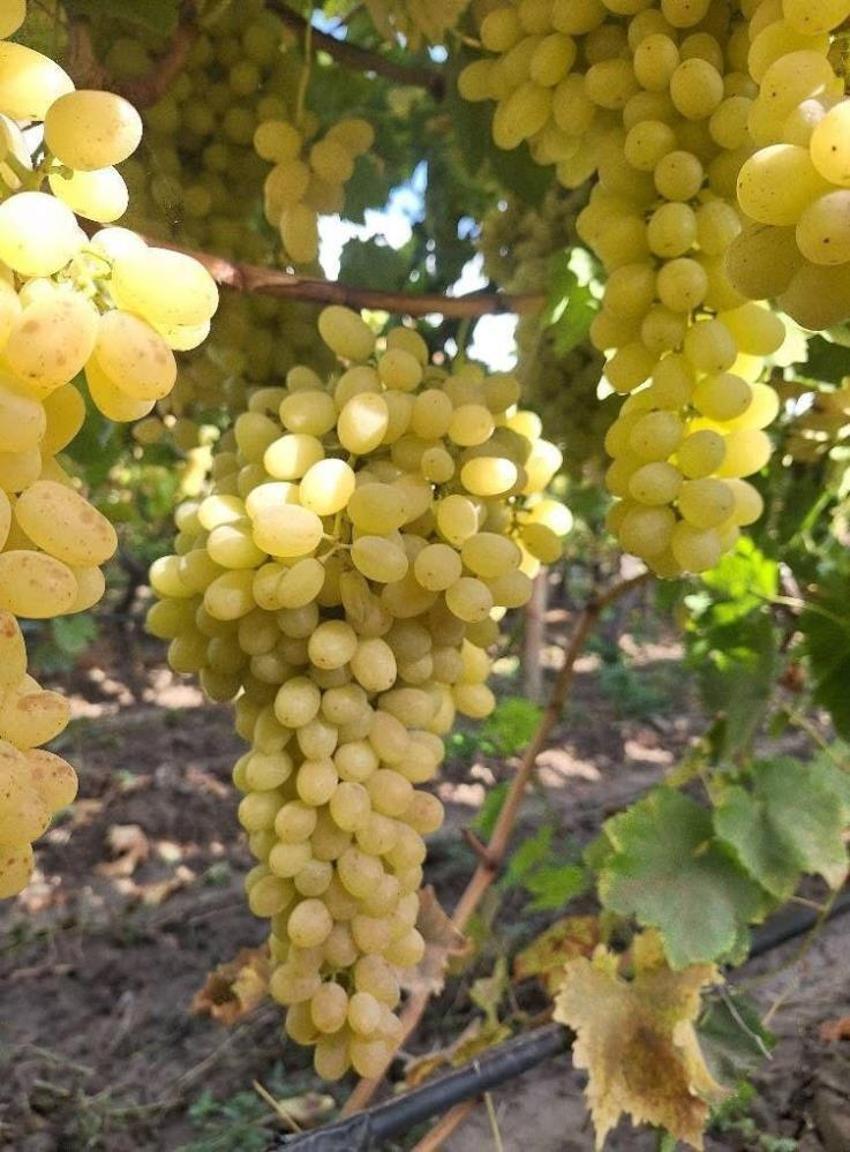 Meşhur meyvenin fiyatı dibe vurdu! Üretici başka yolu seçti, Ziraat Odası nedenini buldu