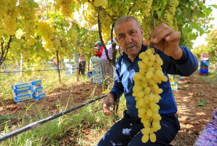 Meşhur meyvenin fiyatı dibe vurdu! Üretici başka yolu seçti, Ziraat Odası nedenini buldu
