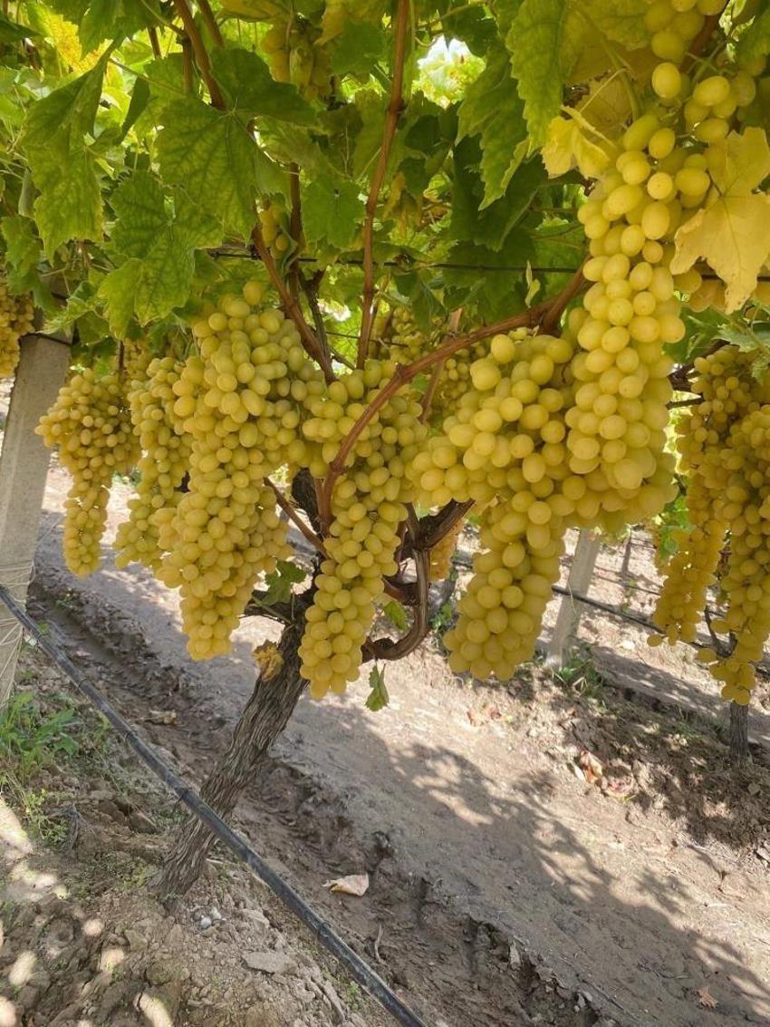 Meşhur meyvenin fiyatı dibe vurdu! Üretici başka yolu seçti, Ziraat Odası nedenini buldu