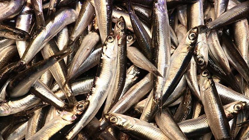 Trabzon'da hamsi bollaştı fiyatlar dibe vurdu! Tezgahlarda ucuz balık yoğunluğu