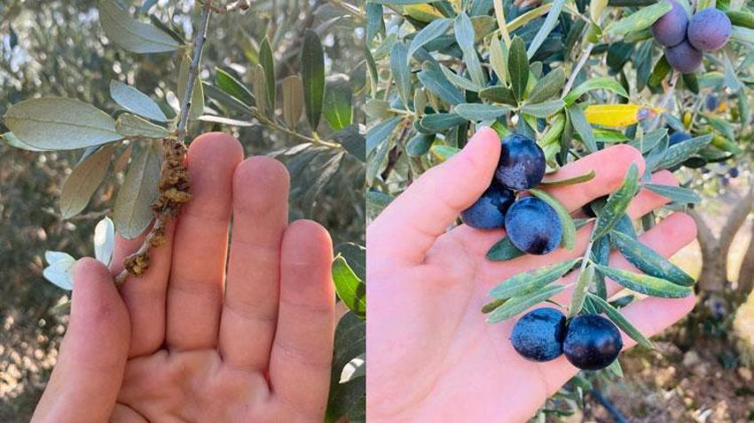 Manisa Salihli’de üreticilere zeytin dal kanseri uyarısı