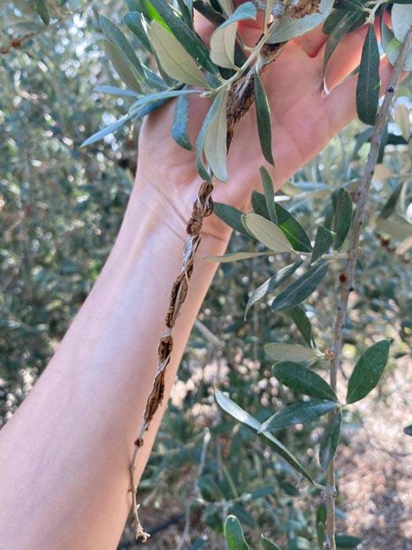 Manisa Salihli’de üreticilere zeytin dal kanseri uyarısı
