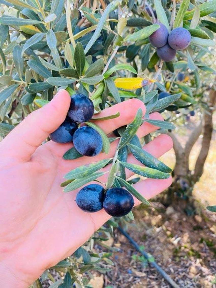 Manisa Salihli’de üreticilere zeytin dal kanseri uyarısı