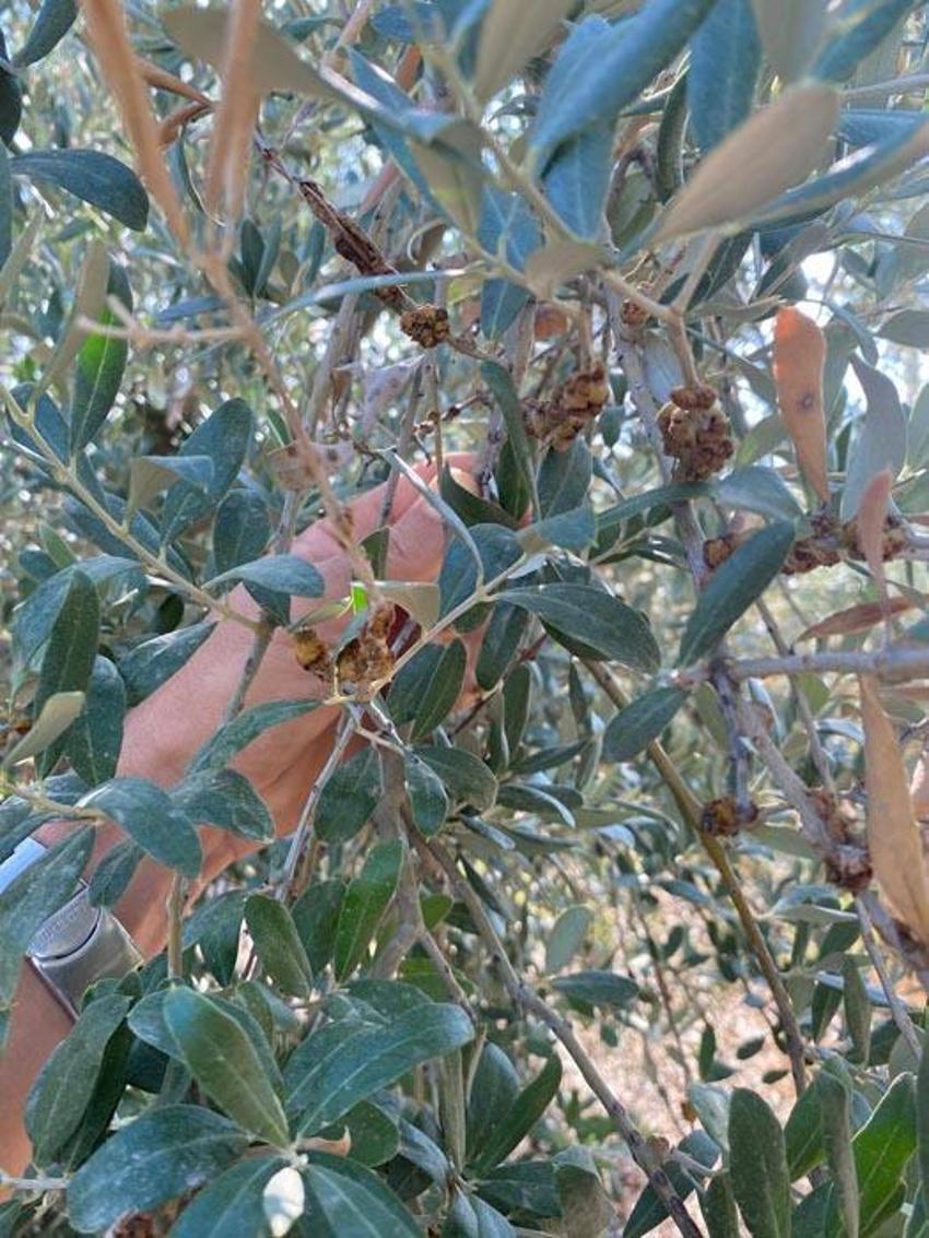 Manisa Salihli’de üreticilere zeytin dal kanseri uyarısı