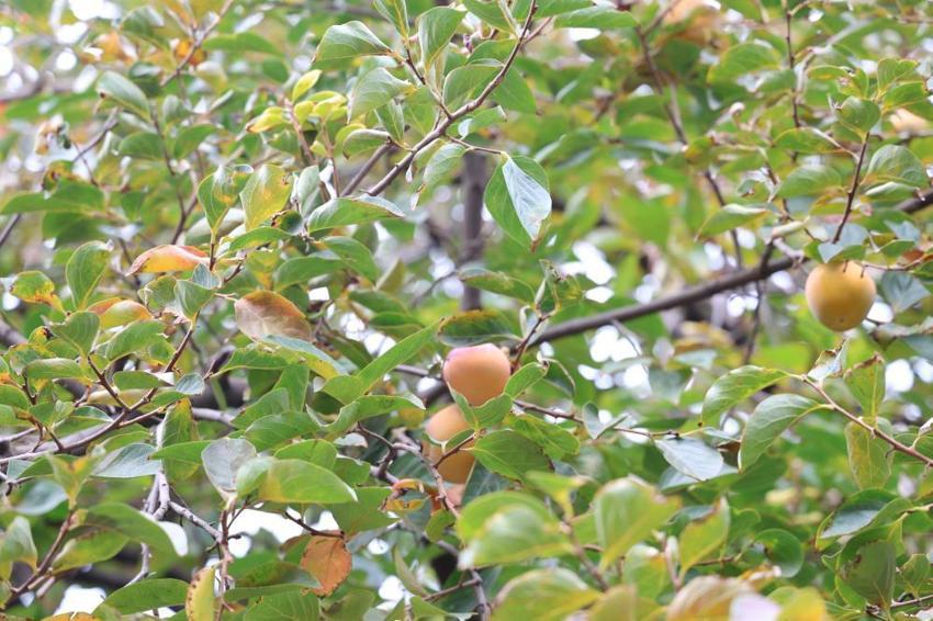 Diyarbakır'da köylüler tesadüfen keşfetti! 'Ya tutarsa' diye ektiler, hepsi topraktan çıktı