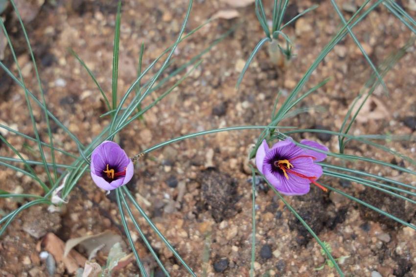 Dünyanın en pahalısı Adana'da yetiştirildi! Hasadı 45 gün sürecek: Gram fiyatı dudak uçuklattı