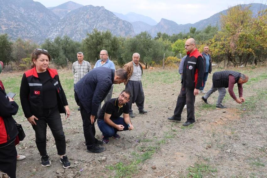 Dünyanın en pahalısı Adana'da yetiştirildi! Hasadı 45 gün sürecek: Gram fiyatı dudak uçuklattı