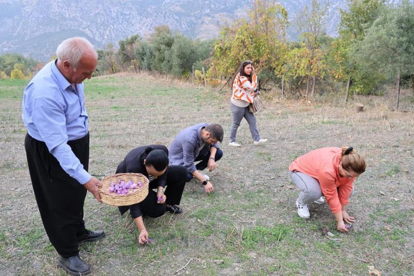 Dünyanın en pahalısı Adana'da yetiştirildi! Hasadı 45 gün sürecek: Gram fiyatı dudak uçuklattı