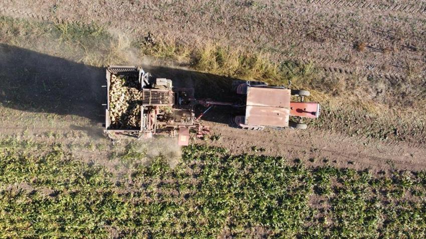 Yozgat Sorgun'da mesai tam gaz devam ediyor: 6 aylık emek bitmek üzere, şimdiden kilometrelerce kuyruk oluştu