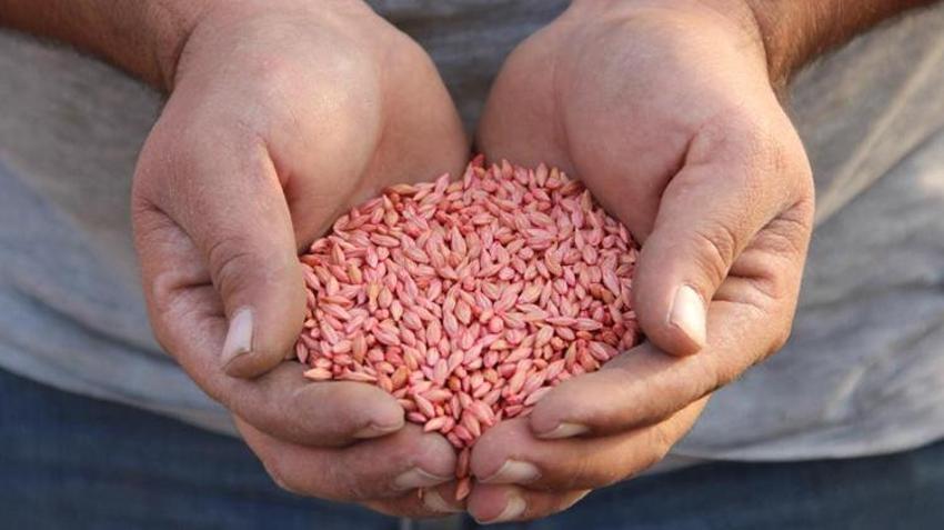 Çorum’da çiftçiler yeni sezona hazır! 500 dönüm araziye ekiyorlar