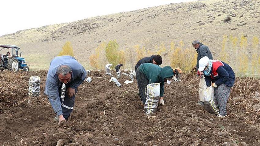 Ağrı Patnos'ta tarımda devrim! Mor patates hasadı başladı: 7 dekardan 40 dekara çıktı, kar yağmadan bitirilecek!