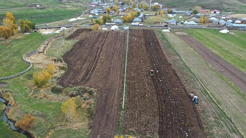 Ağrı Patnos'ta tarımda devrim! Mor patates hasadı başladı: 7 dekardan 40 dekara çıktı, kar yağmadan bitirilecek!