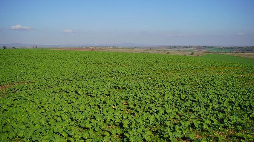 Edirne'de yüzler güldü: Yağmurlar geldi, kanola tarlaları yeşerdi! Yüzde 30 oranında artış var