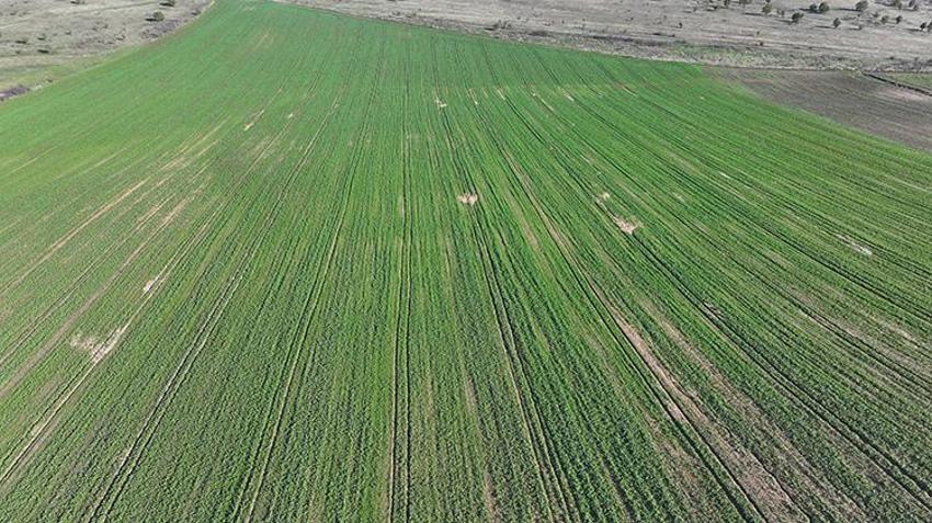 Edirne'de yüzler güldü: Yağmurlar geldi, kanola tarlaları yeşerdi! Yüzde 30 oranında artış var