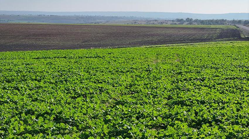 Edirne'de yüzler güldü: Yağmurlar geldi, kanola tarlaları yeşerdi! Yüzde 30 oranında artış var
