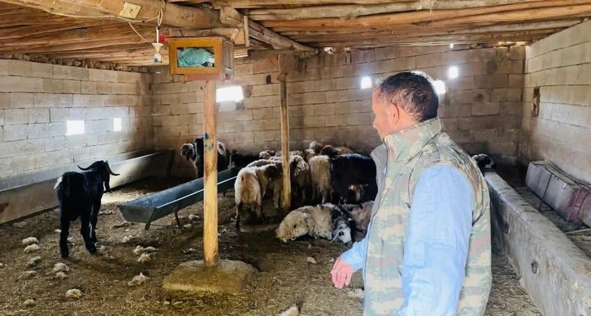 Şanlıurfa Ceylanpınar'da ahıra giren köpekler 5 koyunu telef etti!