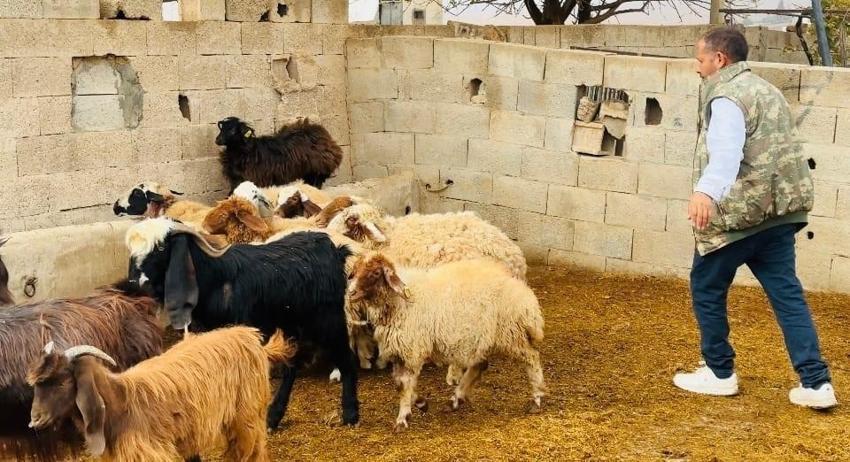 Şanlıurfa Ceylanpınar'da ahıra giren köpekler 5 koyunu telef etti!