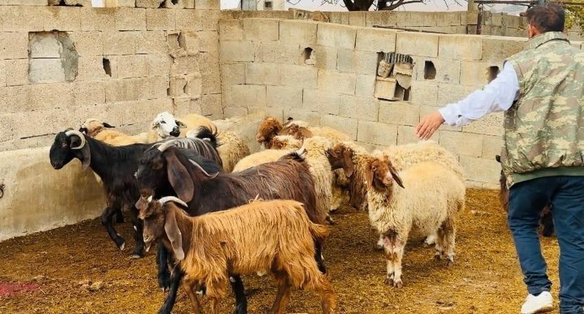 Şanlıurfa Ceylanpınar'da ahıra giren köpekler 5 koyunu telef etti!