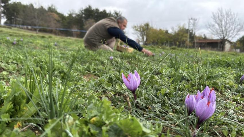 Kilosu 600 Bin TL!: Soğuk ve yağışlı hava altın baharatın hasadını 10 gün uzattı!