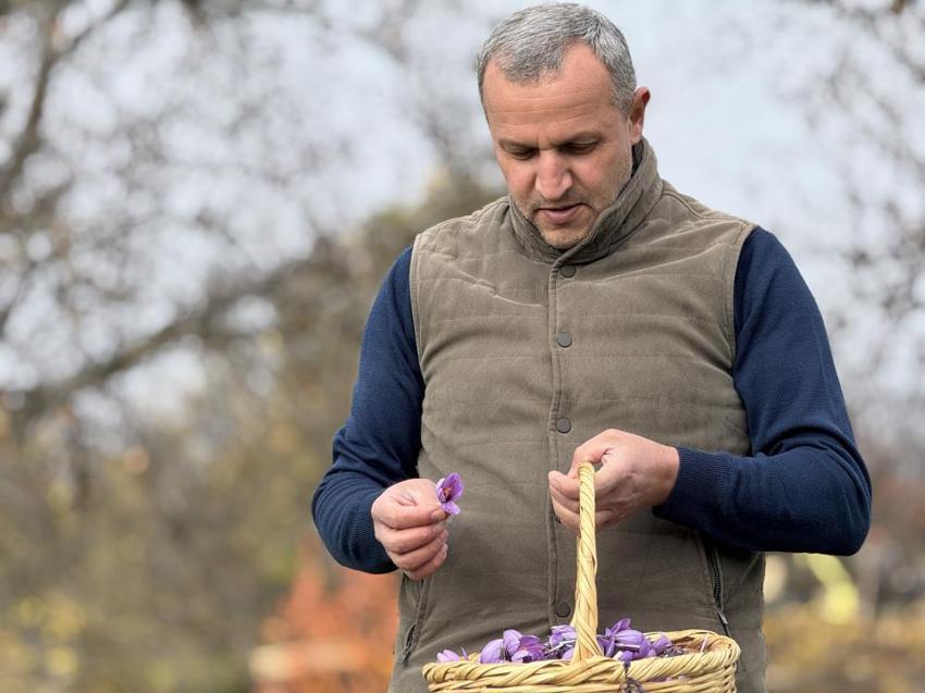 Kilosu 600 Bin TL!: Soğuk ve yağışlı hava altın baharatın hasadını 10 gün uzattı!