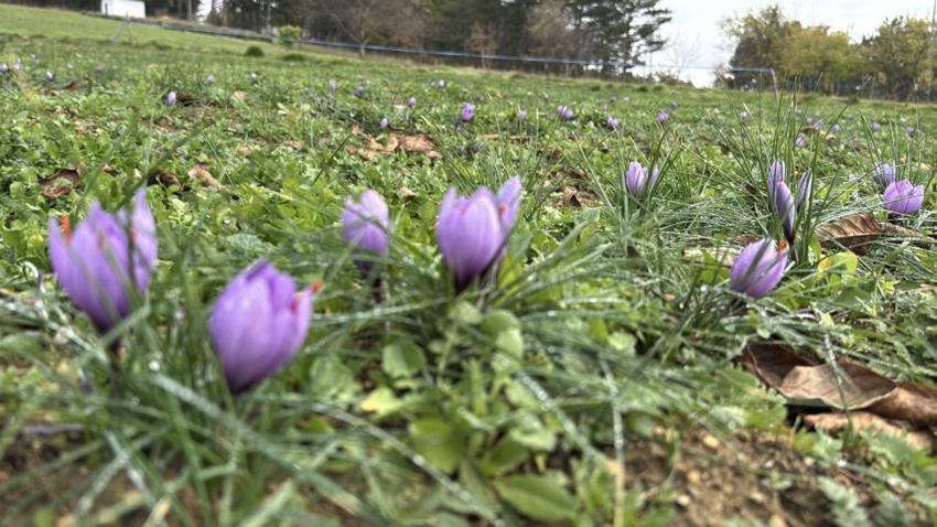 Kilosu 600 Bin TL!: Soğuk ve yağışlı hava altın baharatın hasadını 10 gün uzattı!