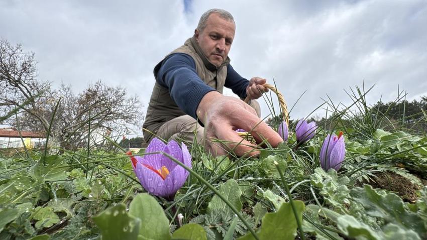 Kilosu 600 Bin TL!: Soğuk ve yağışlı hava altın baharatın hasadını 10 gün uzattı!