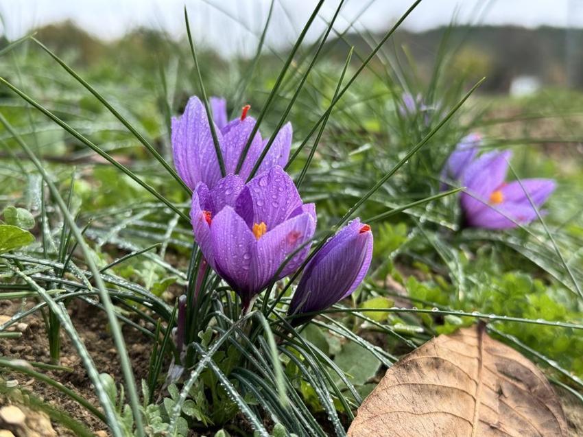 Kilosu 600 Bin TL!: Soğuk ve yağışlı hava altın baharatın hasadını 10 gün uzattı!