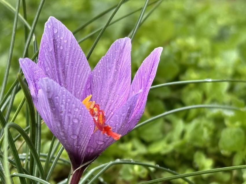 Kilosu 600 Bin TL!: Soğuk ve yağışlı hava altın baharatın hasadını 10 gün uzattı!