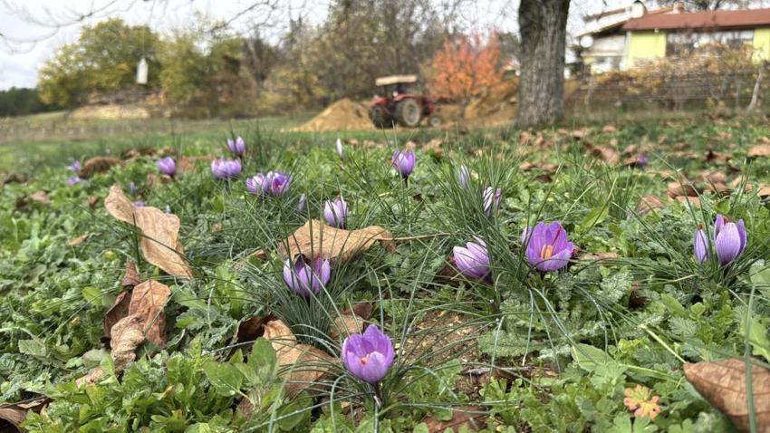 Kilosu 600 Bin TL!: Soğuk ve yağışlı hava altın baharatın hasadını 10 gün uzattı!