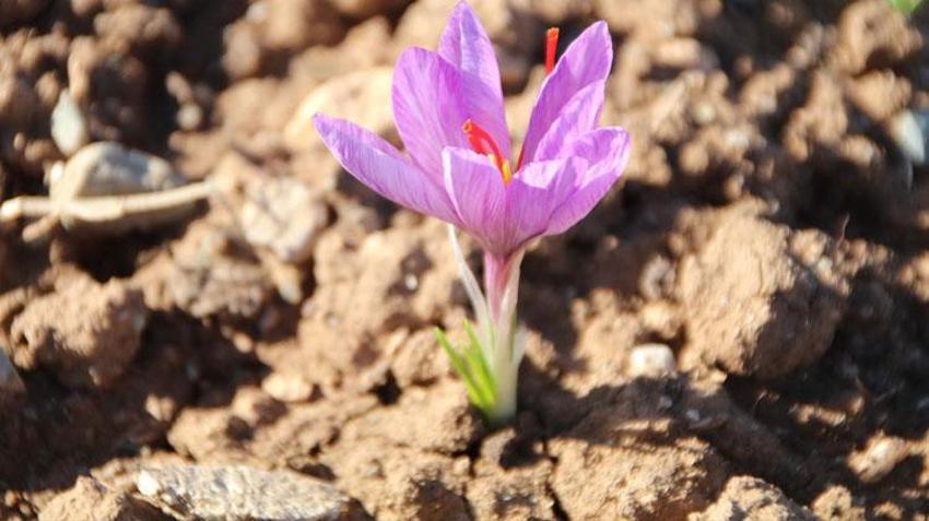 Dünyanın en pahalı bitkisi Denizli Honaz'da filizlenmeye başladı!