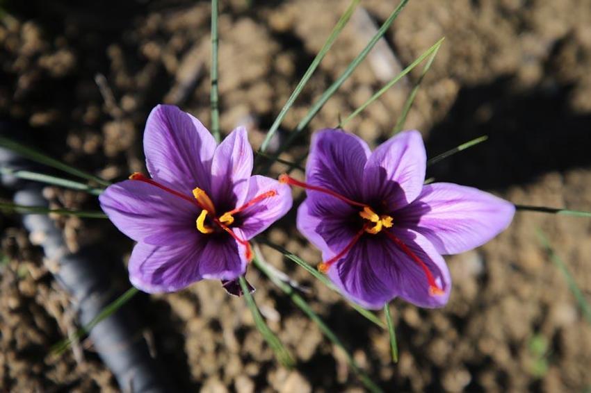 Dünyanın en pahalı bitkisi Denizli Honaz'da filizlenmeye başladı!