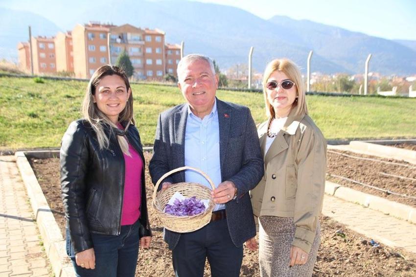 Dünyanın en pahalı bitkisi Denizli Honaz'da filizlenmeye başladı!