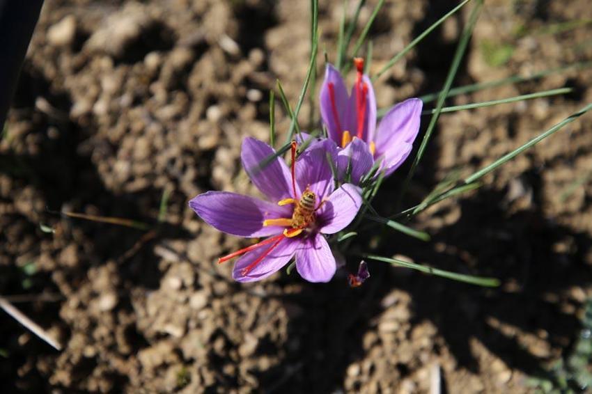 Dünyanın en pahalı bitkisi Denizli Honaz'da filizlenmeye başladı!