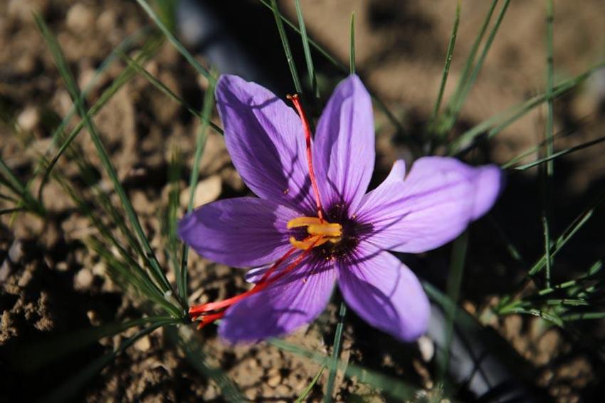 Dünyanın en pahalı bitkisi Denizli Honaz'da filizlenmeye başladı!
