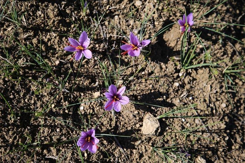 Dünyanın en pahalı bitkisi Denizli Honaz'da filizlenmeye başladı!