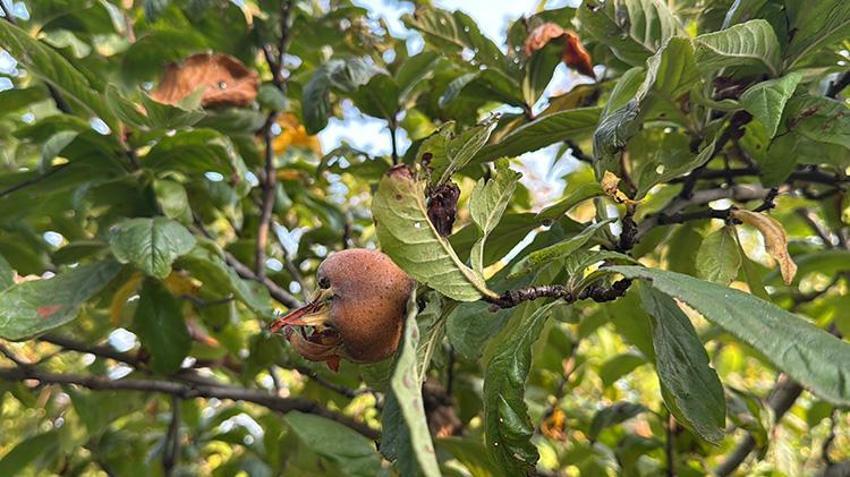 Almanya'da gördü Samsun'daki bahçesine ekti! 'Organik olarak tonlarca ürün sattım'