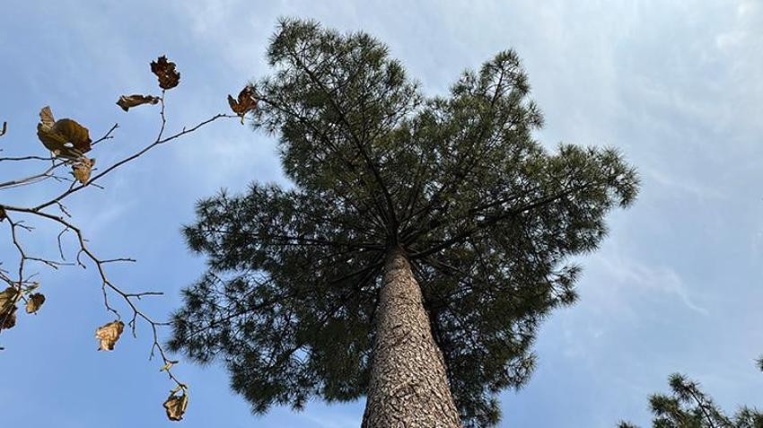 Almanya'da gördü Samsun'daki bahçesine ekti! 'Organik olarak tonlarca ürün sattım'